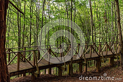 Horizontal view of a wooden walkway to walk through a redwood forest in Cantabria Stock Photo