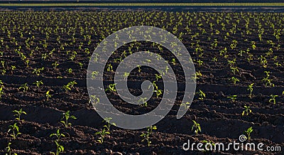 Horizontal chile pepper plants just sprouting, Hatch, NM Stock Photo