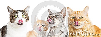 Variety of Hungry Cats Licking Lips Stock Photo