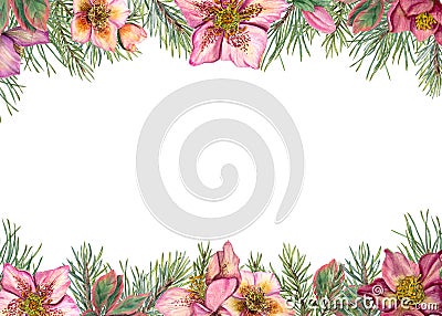 Horizontal winter frame with hellebores and Xmas tree branches. Evergreen plants, pine, spruce, winter flowers. Watercolor Cartoon Illustration