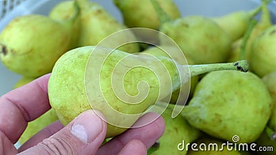 Hormone-free and fertilizer-free natural pear, village pear Stock Photo