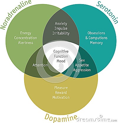 Functions of the most common hormones in the human body Vector Illustration