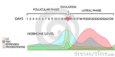 hormone level Vector Illustration