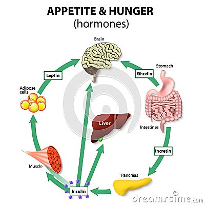 Hormones appetite & hunger Vector Illustration