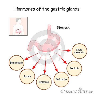 Hormones of the gastric glands. Stomach Vector Illustration