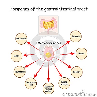 Hormones of the gastrointestinal tract and Enteroendocrine cell. Enterocyte. Human endocrine system Vector Illustration