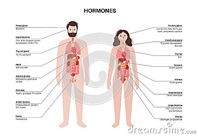 Hormones in human body Vector Illustration