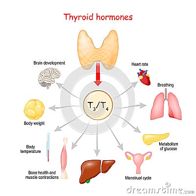 Hormones. of the hyroid gland Vector Illustration