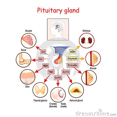 Hormones of pituitary gland Vector Illustration