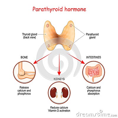 Hormones produced by the parathyroid gland. Parathyroid hormone PTH Vector Illustration