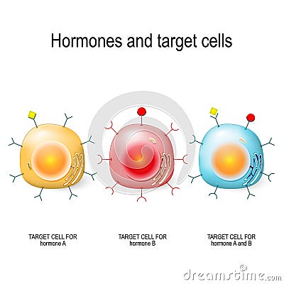 Hormones, Receptors and Target Cells Vector Illustration