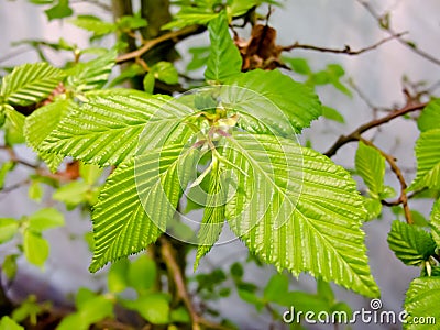 Hornbeam Stock Photo