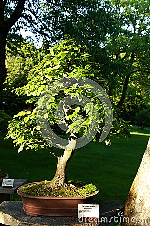 Hornbeam bonsai Stock Photo