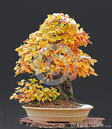 Hornbeam bonsai with snow cap Stock Photo