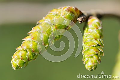 Hornbeam catkin Stock Photo