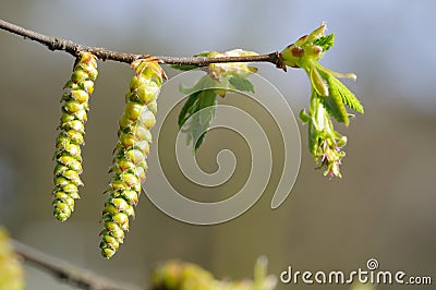 Hornbeam catkin on a twig Stock Photo