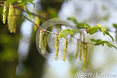 Hornbeam flowers Stock Photo