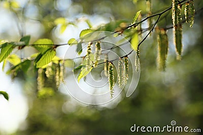 Hornbeam flowers Stock Photo