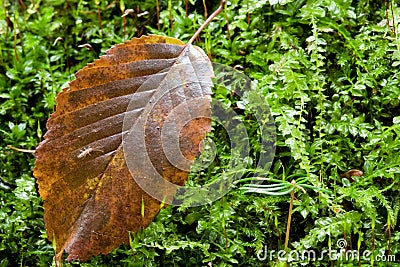 Hornbeam leaf against mossy background Stock Photo