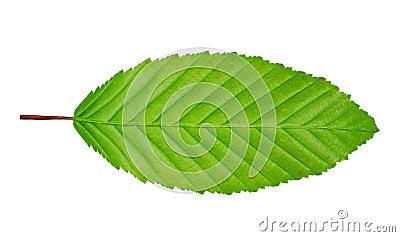 Hornbeam leaf Stock Photo