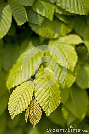 Hornbeam leaves Stock Photo