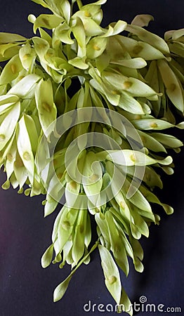 Hornbeam tree branch with seeds Stock Photo