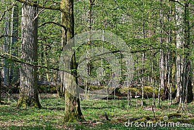 Hornbeam tree deciduous forest in spring Stock Photo