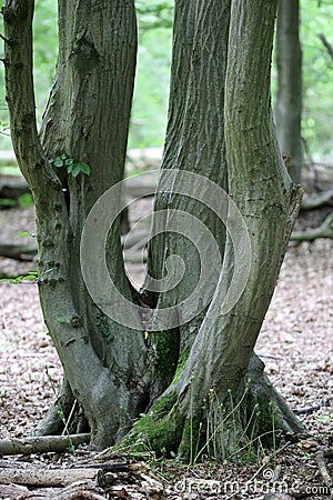 Hornbeam tree large woodland coppice stool Stock Photo
