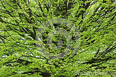 Hornbeam tree at spring Stock Photo