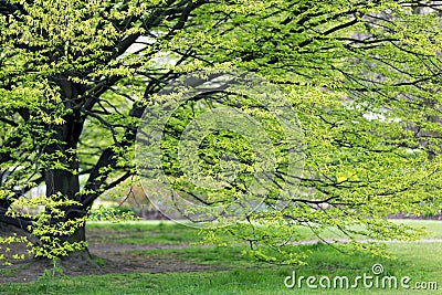 Hornbeam tree at spring Stock Photo