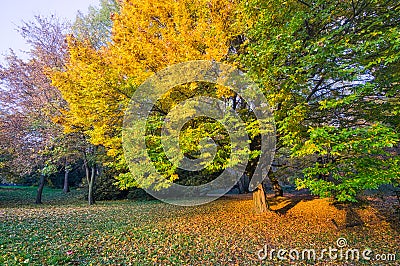 Fall coloured hornbeam tree during sunset near the Castle in Rusovce Stock Photo