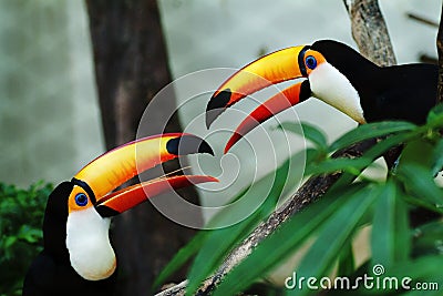 Hornbill, Stock Photo