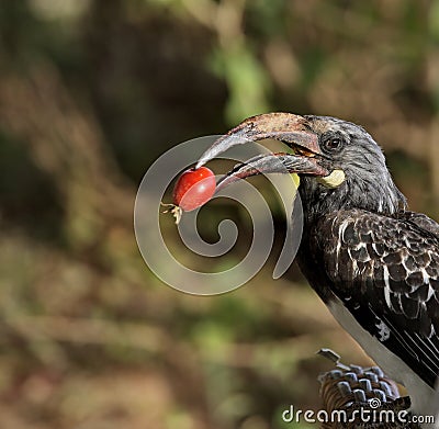 Hornbill bird with red berry in its beak Stock Photo
