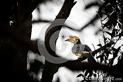 Hornbill bird stands on branch of sillhouetted trees Stock Photo