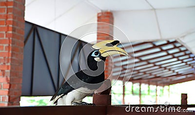 Hornbill bird on the wooden house balcony Stock Photo