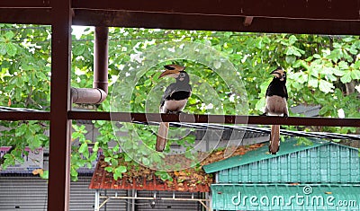 Hornbill bird on the wooden house structure Stock Photo