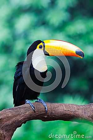 Hornbill stands on the trunk Stock Photo