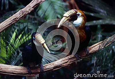 Hornbills Stock Photo