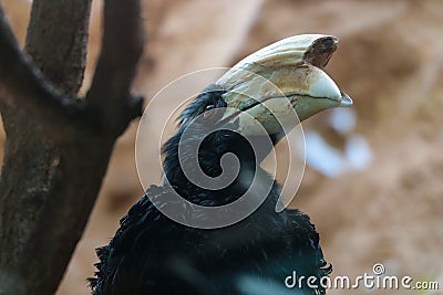 Hornbills are a family of birds from the order of the same name. The bird sits on a tree branch. Stock Photo