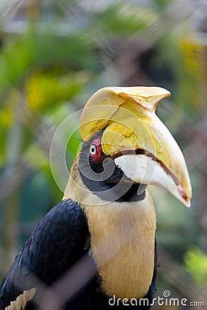 Hornbills in wire fence in thailand Stock Photo