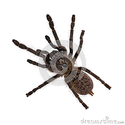 Horned baboon tarantula on white Stock Photo