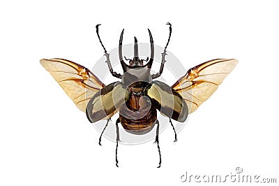 Horned beetle Stock Photo