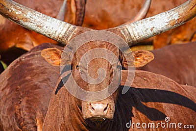 Horned bull Stock Photo