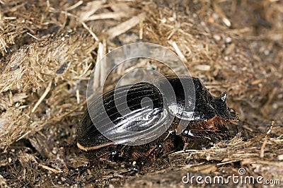 Horned dung beetle (Copris lunaris) Stock Photo