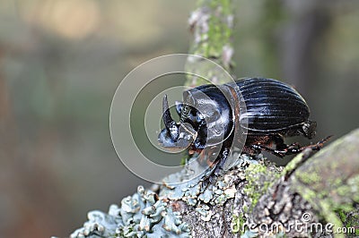 Horned dung beetle, Copris lunaris Stock Photo