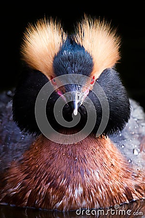 Horned Grebe - Slavonian Grebe Stock Photo