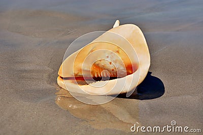 Horned helmet snail Stock Photo