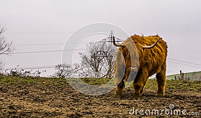 Horned highland cattle standing in the pasture, scottish cow, portrait of a popular farm animal Stock Photo