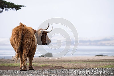 Horned Highland Cow at Churchill Island Heritage Farm in Australia Stock Photo