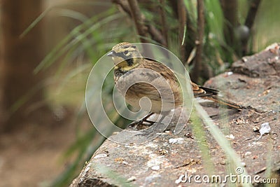 Horned lark Stock Photo